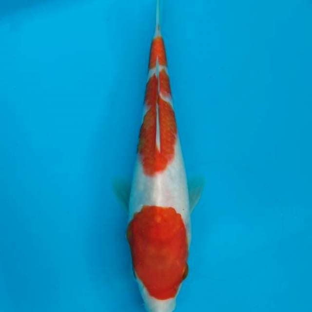 Kohaku 25bu