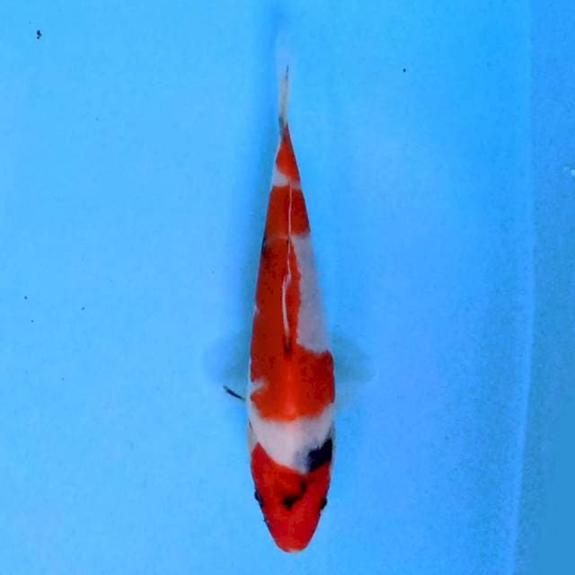 Kindai Showa 14 cm