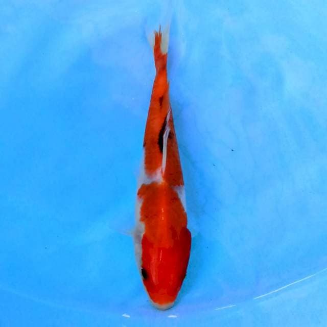Showa Tategoi 19 cm
