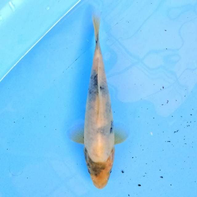 Tategoi Shiro 20 cm
