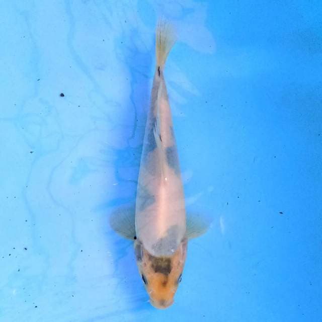 Shiro 20 cm