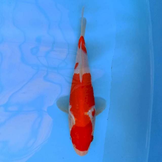 Kohaku 23 cm
