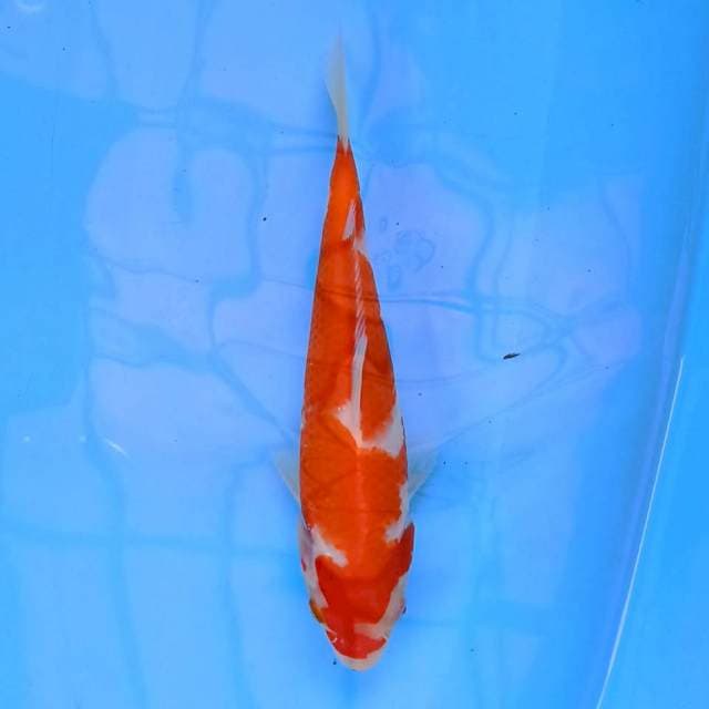 Kohaku 21 cm