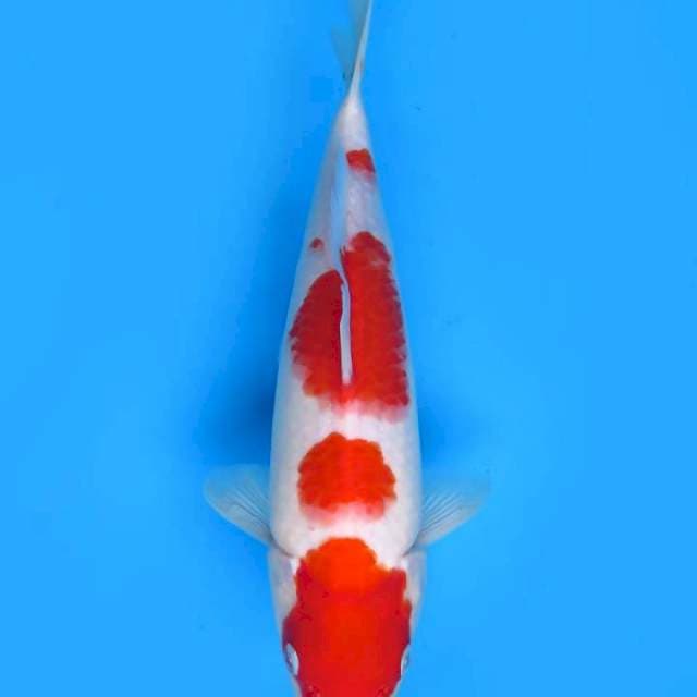 Kohaku 30 cm