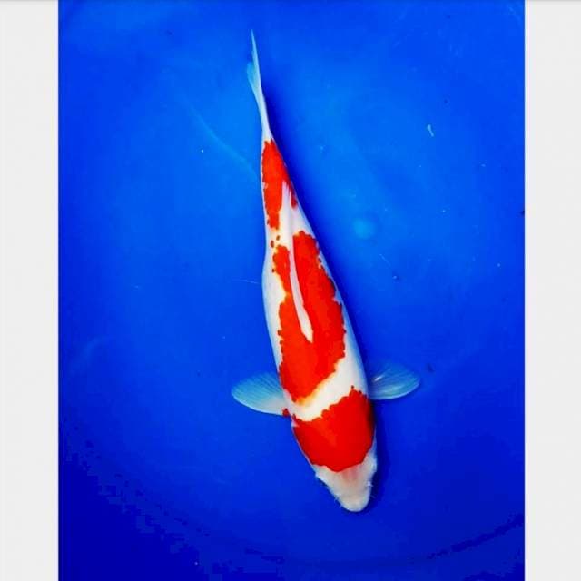 Kohaku