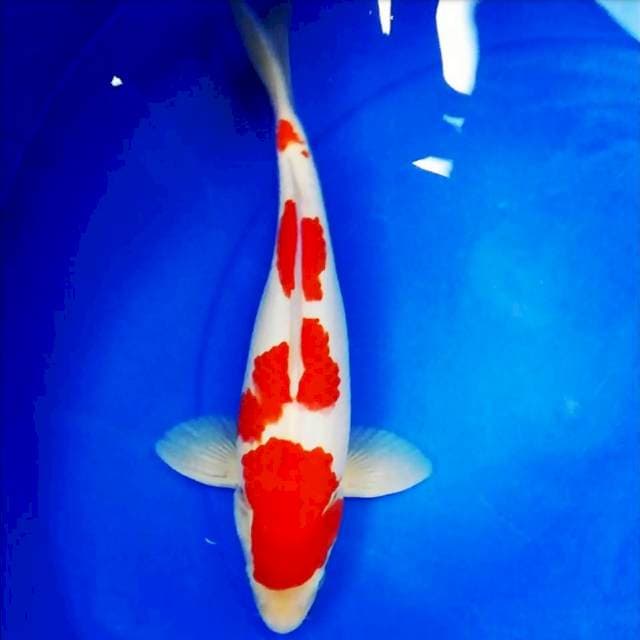 Kohaku