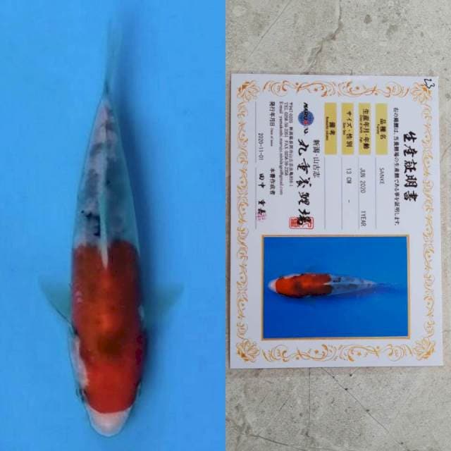 marujyu sanke 13cm certi