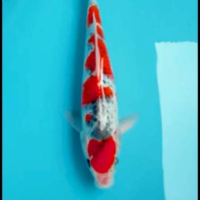 gosiky 34cm