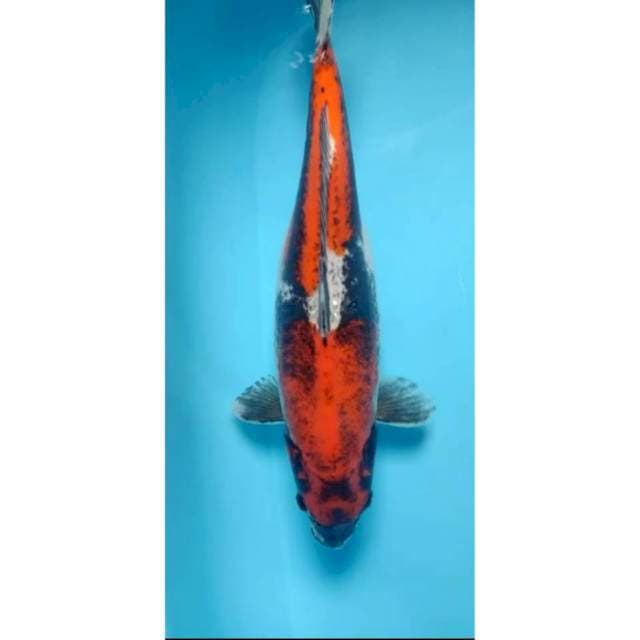 beni kumonryu 43 cm