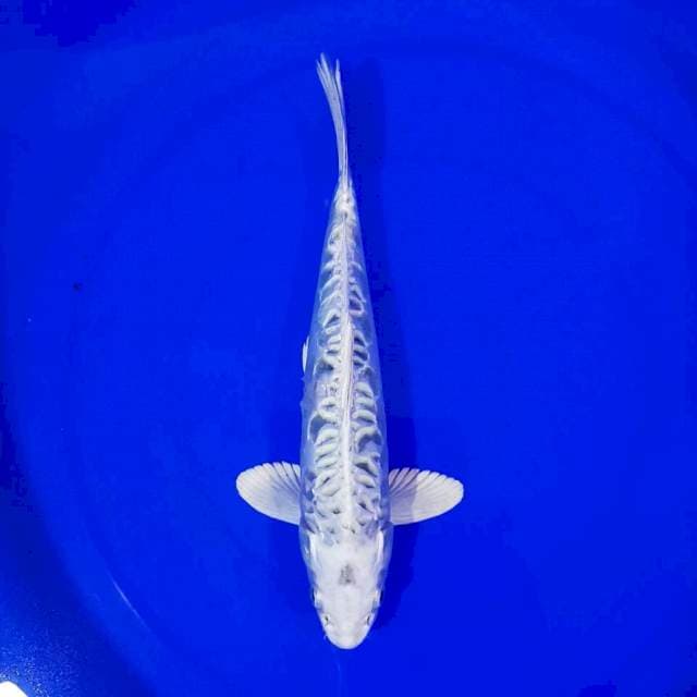 MUKASHI ARAGOKE...29CM...๐๐ป๐๐ป๐๐ป