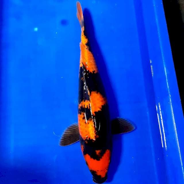 Hiu utsury 39 cm