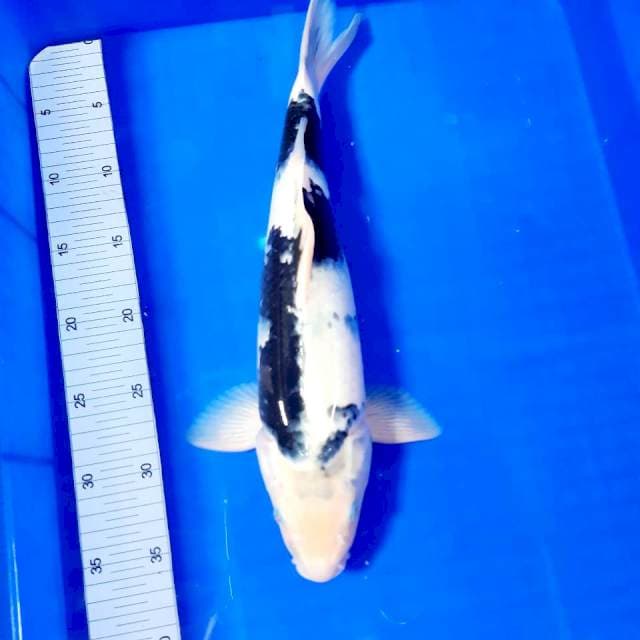 Shiro 39 cm