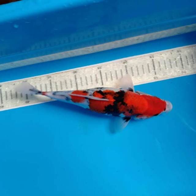 Showa 27cm