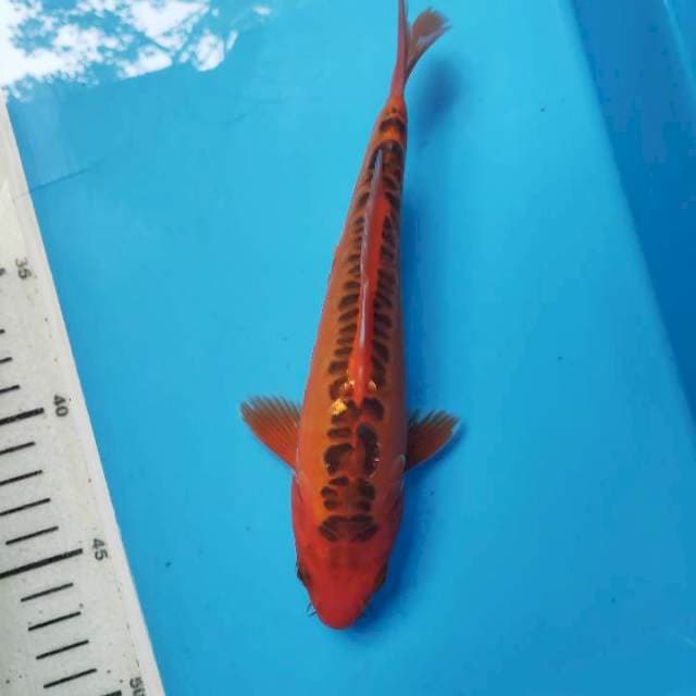 Mizuho, 21cm