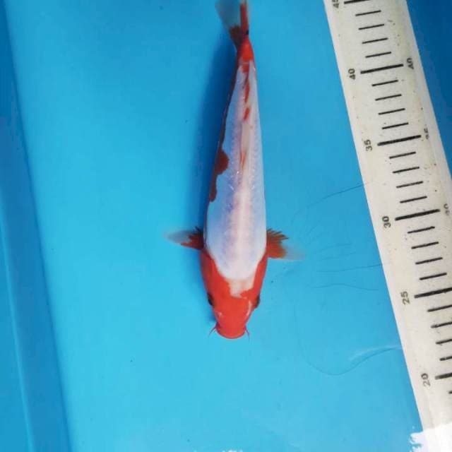 Kosui HQ, 22cm