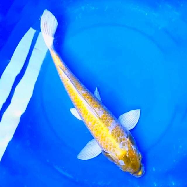 OGON 50CM