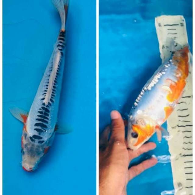 Shusui 24cm