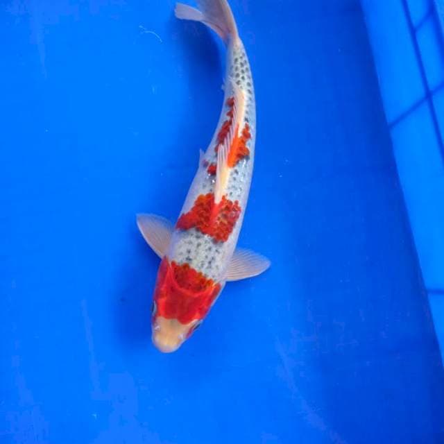 Goshiki merah