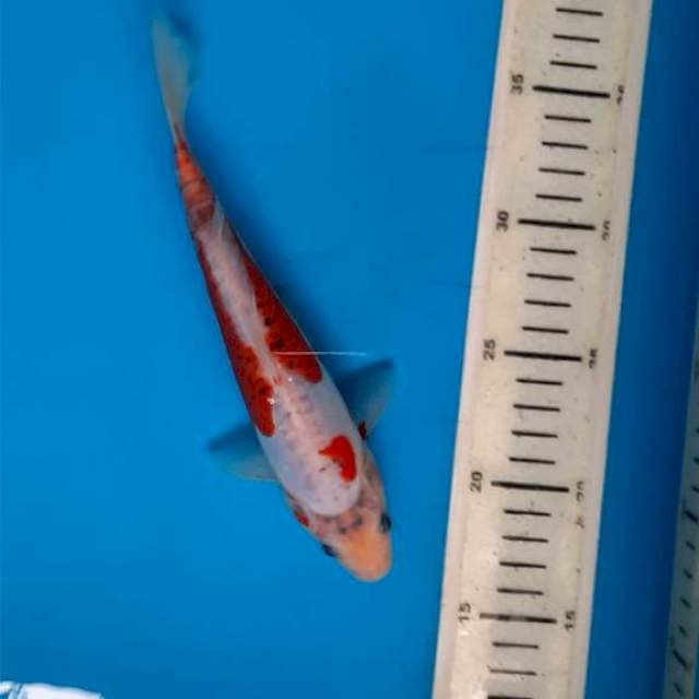 Khosui 21cm