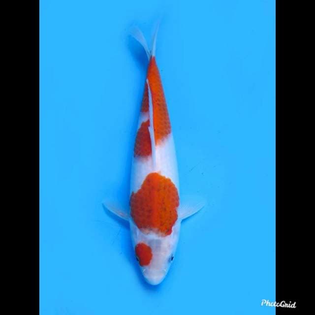 26cm male tosai , Ai Goromo