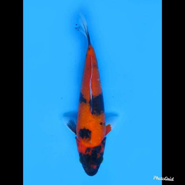 24cm male , Hi Utsuri