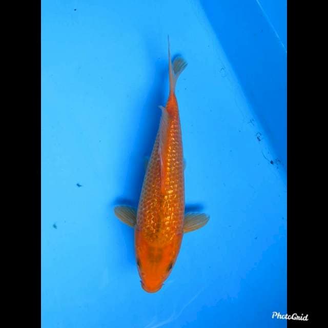 25cm , Matsuba Ginrin