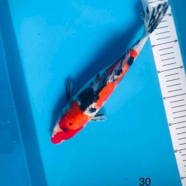 Sanke, 30cm