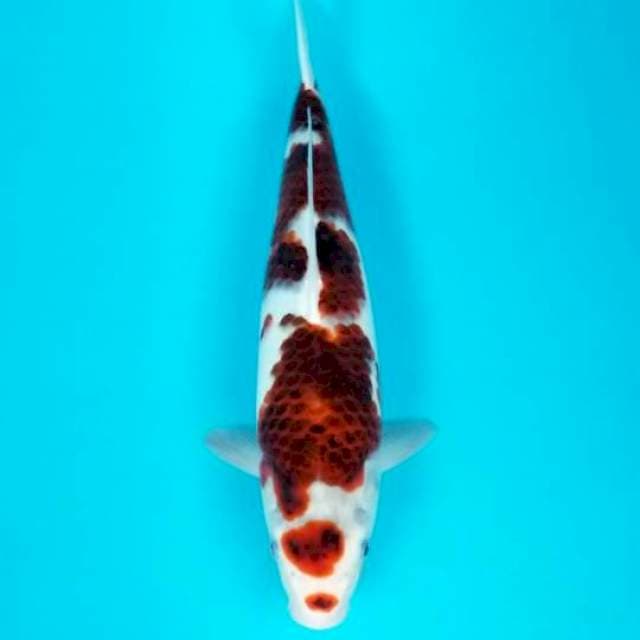 MARUTEN GOROMO 35 CM