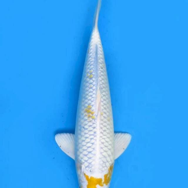 Hariwake