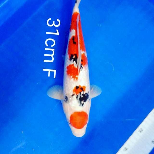 Maruten sanke 31cm