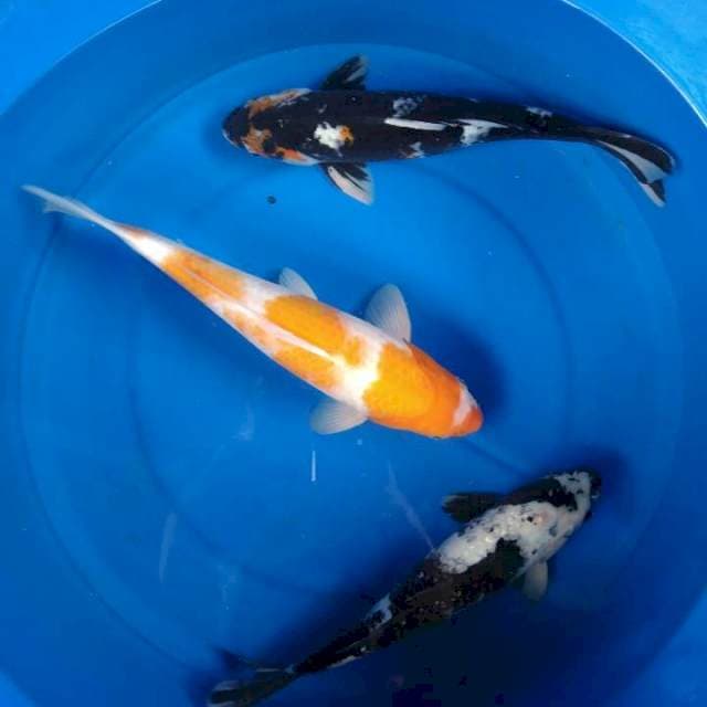 Sk mix