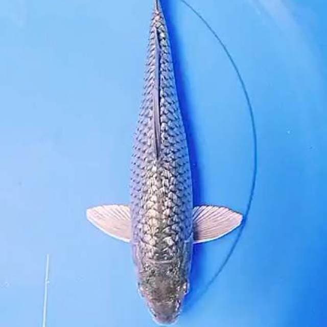 Soragoi ginrin 32 cm ml