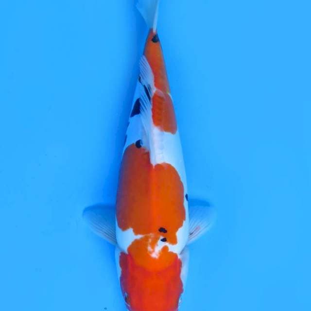 34cm , Sanke Doitsu Murni