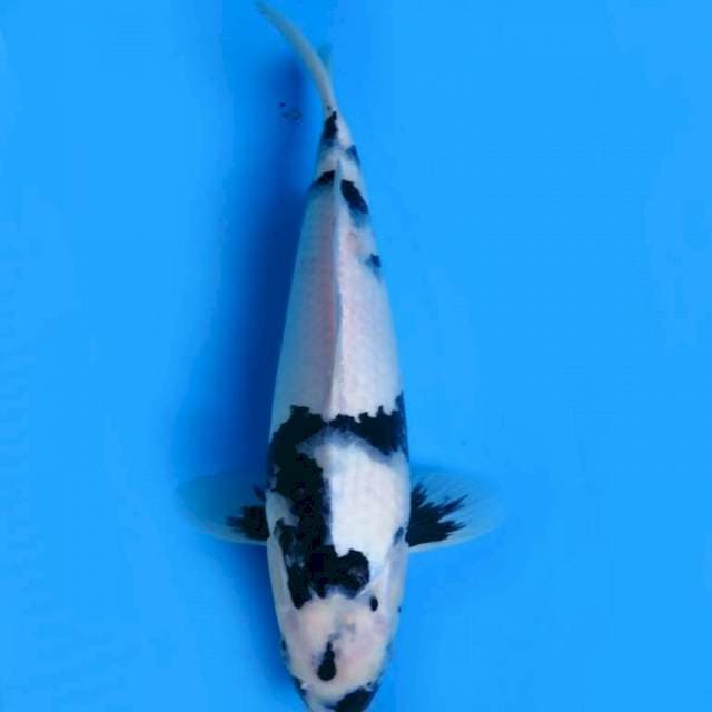 33cm , Shiro Kualitas Bagus