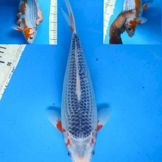 31cm , Asagi Prospek