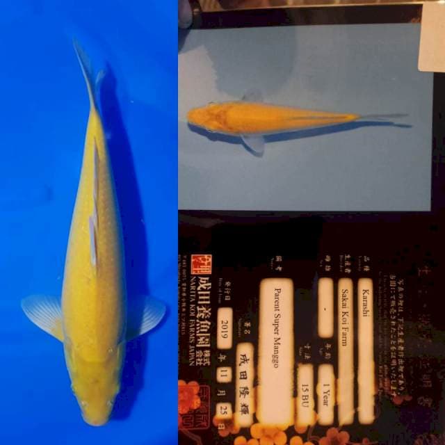 Karashi sakai