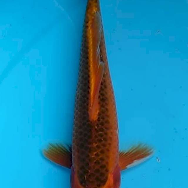 Aka matsuba 22cm