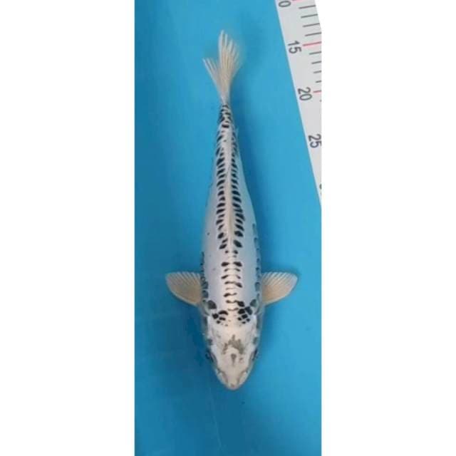 gin matsuba doit 32 cm