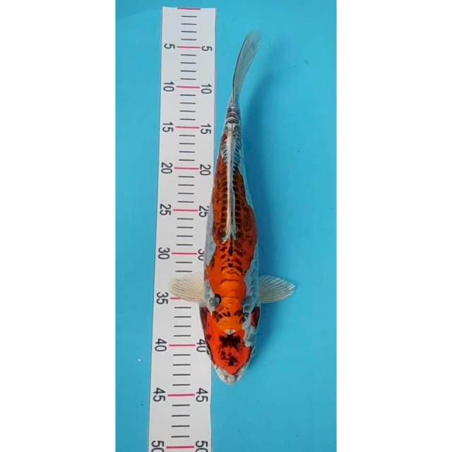 kiko 38 cm