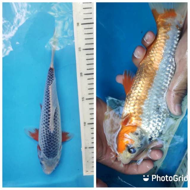 Asagi, 26cm