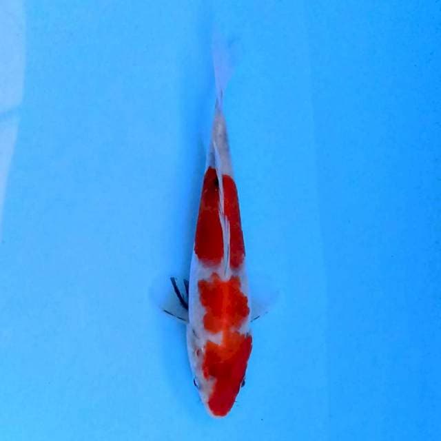 Sanke 15 cm