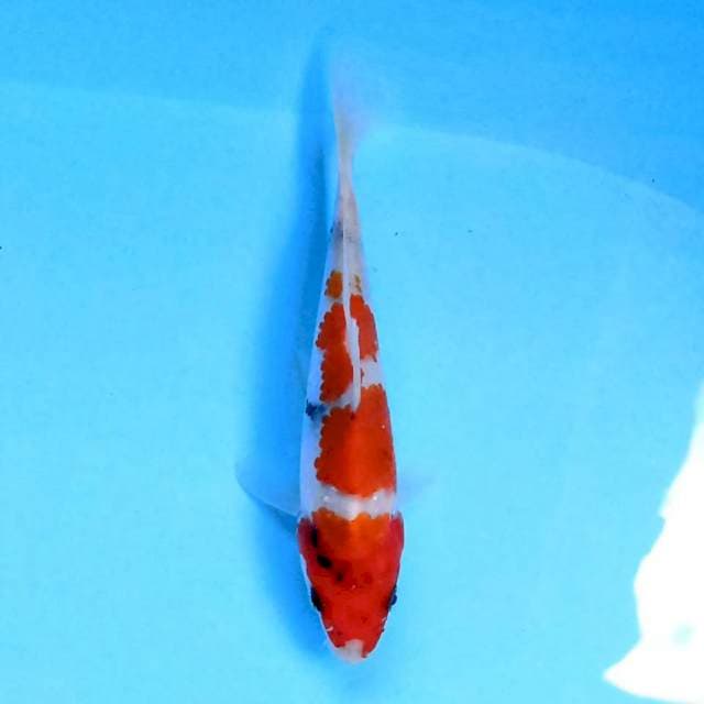 Kindai Showa 15 cm