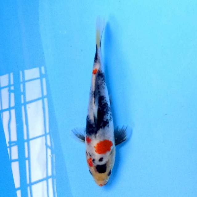 Kindai Showa 15 cm
