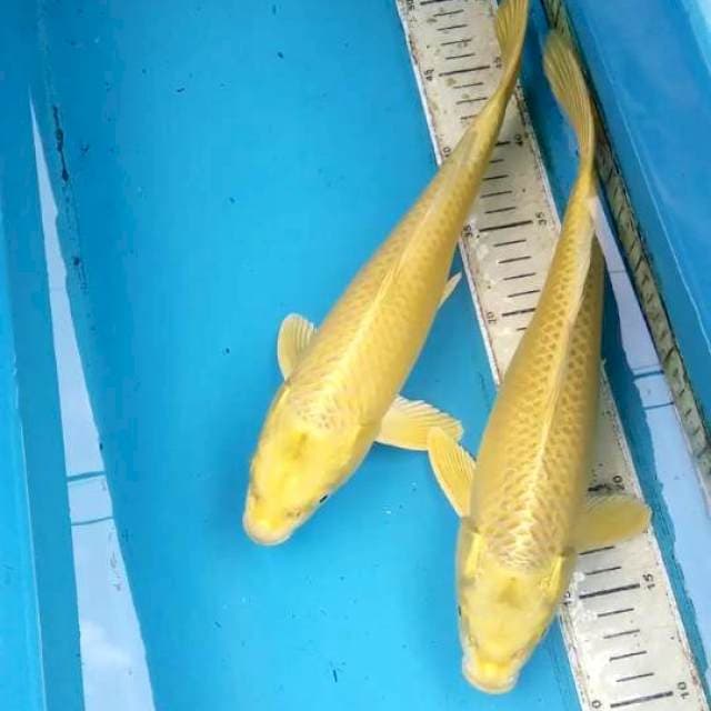 Ogon 33cm