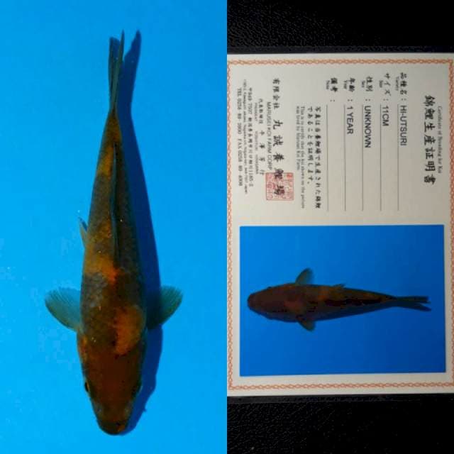 marusei hi-utsuri 13cm