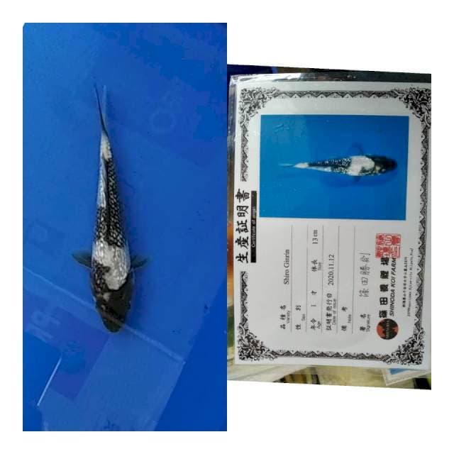 Shiro gingrin shinoda