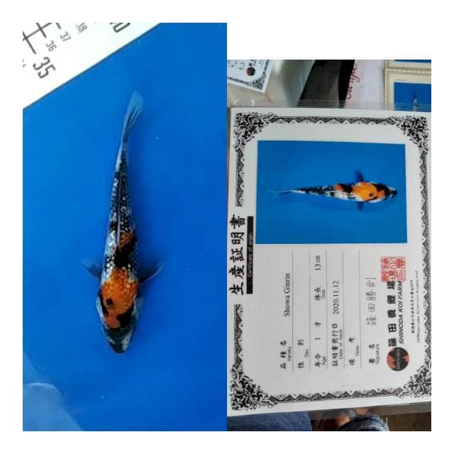 Showa gingrin shinoda