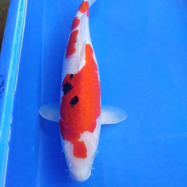 Taisho sanshoku