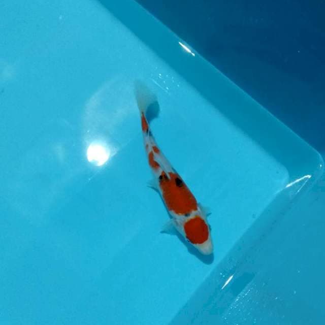 Maruten sanke 22 cm
