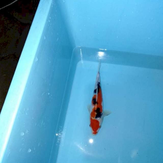 Sanke 20 cm